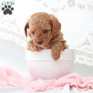 Macy, Toy Poodle Puppy
